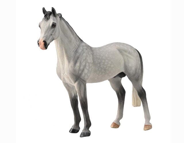 Hanoverian Stallion- Grey