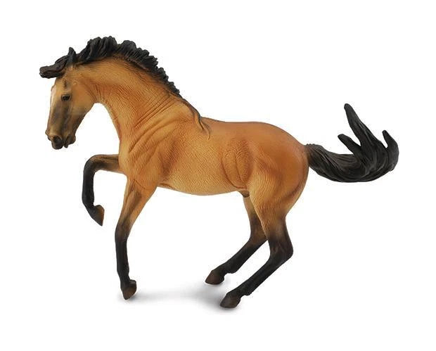 Lusitano Stallion- Buckskin
