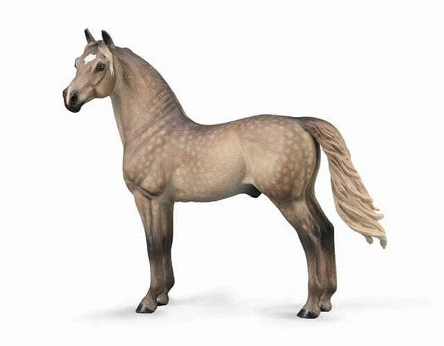 Morgan Stallion- Grulla