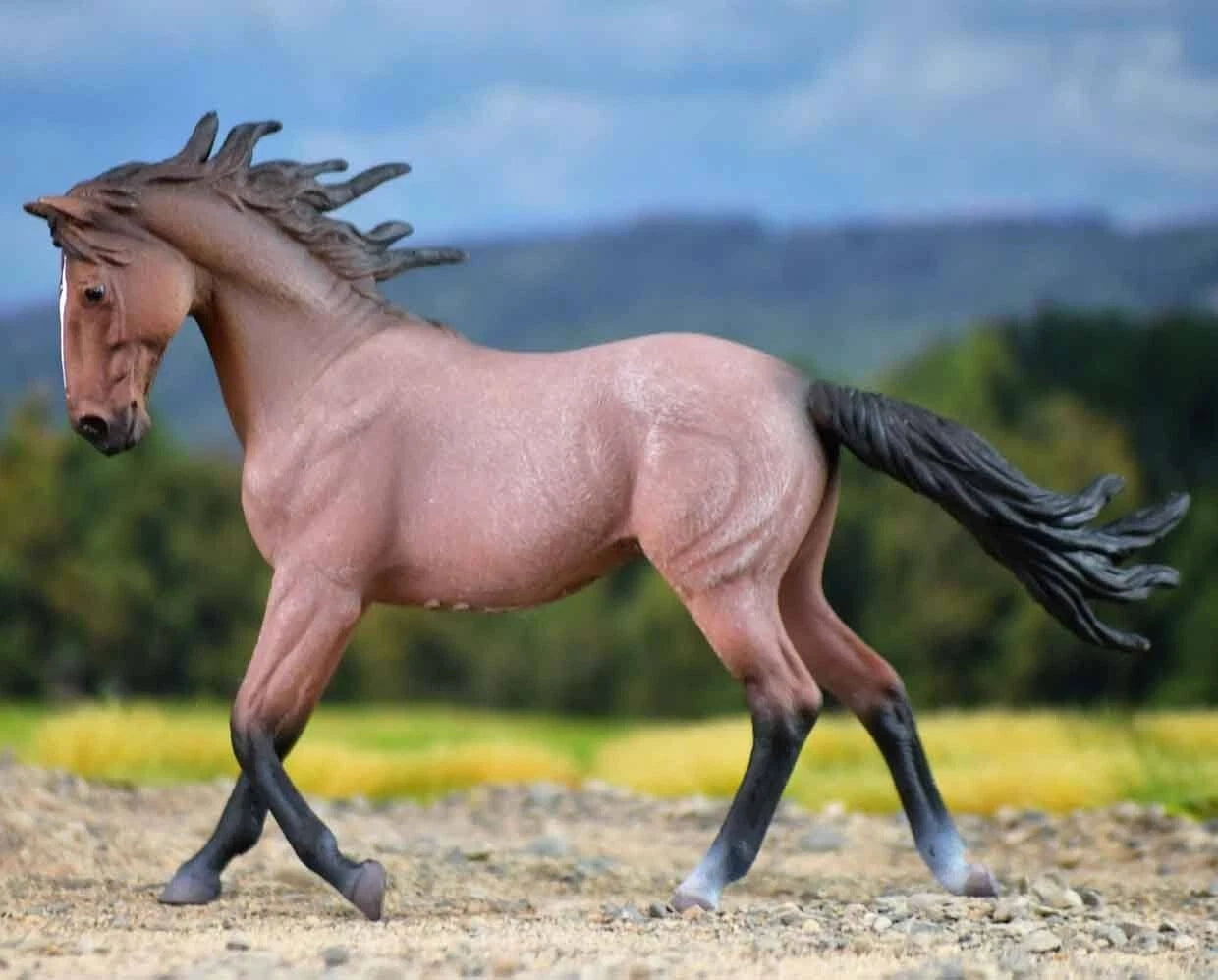 Mustang Mare- Bay Roan