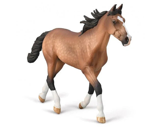 Standardbred Pacer Stallion- Bay