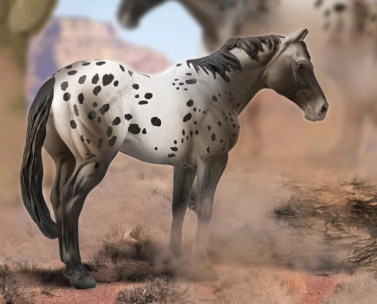 Appaloosa- Blue Roan