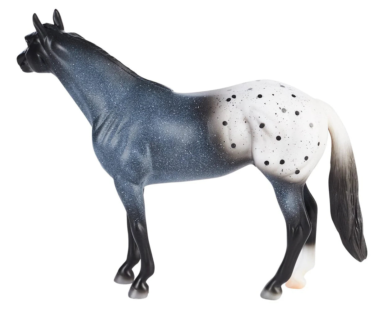Blue Roan Appaloosa NEW 2026