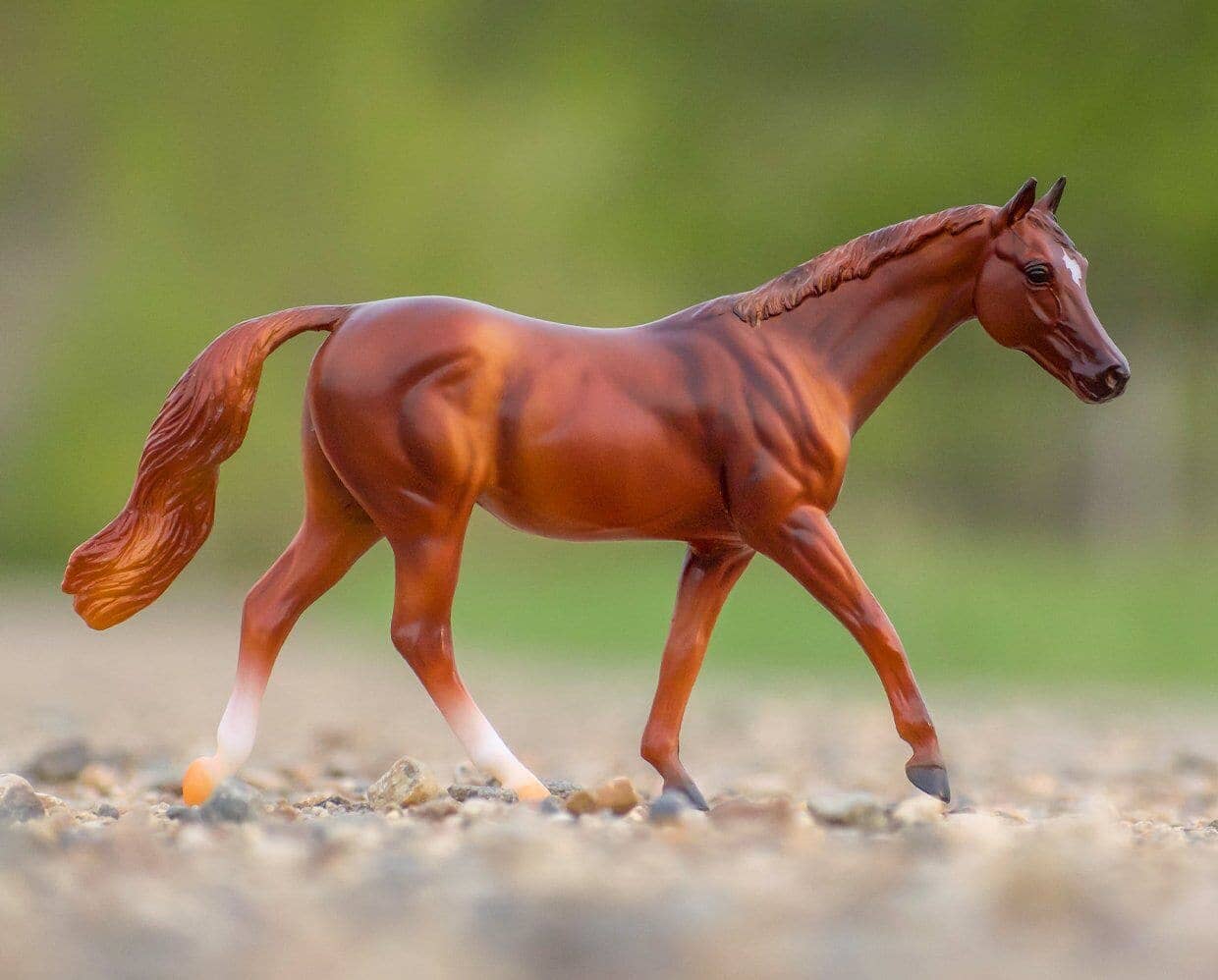 Coppery Chestnut Thoroughbred- Retired