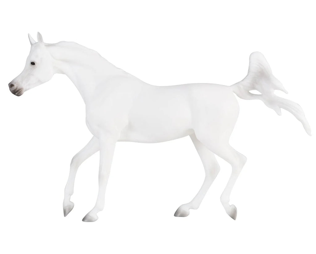 Grey Arabian NEW 2026