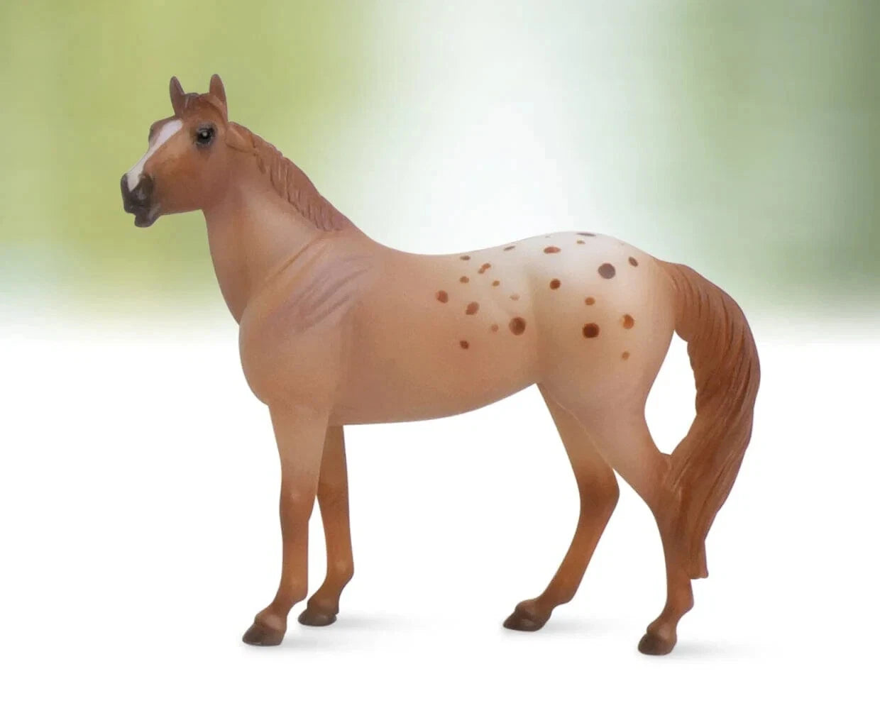 Chestnut Blanket Appaloosa