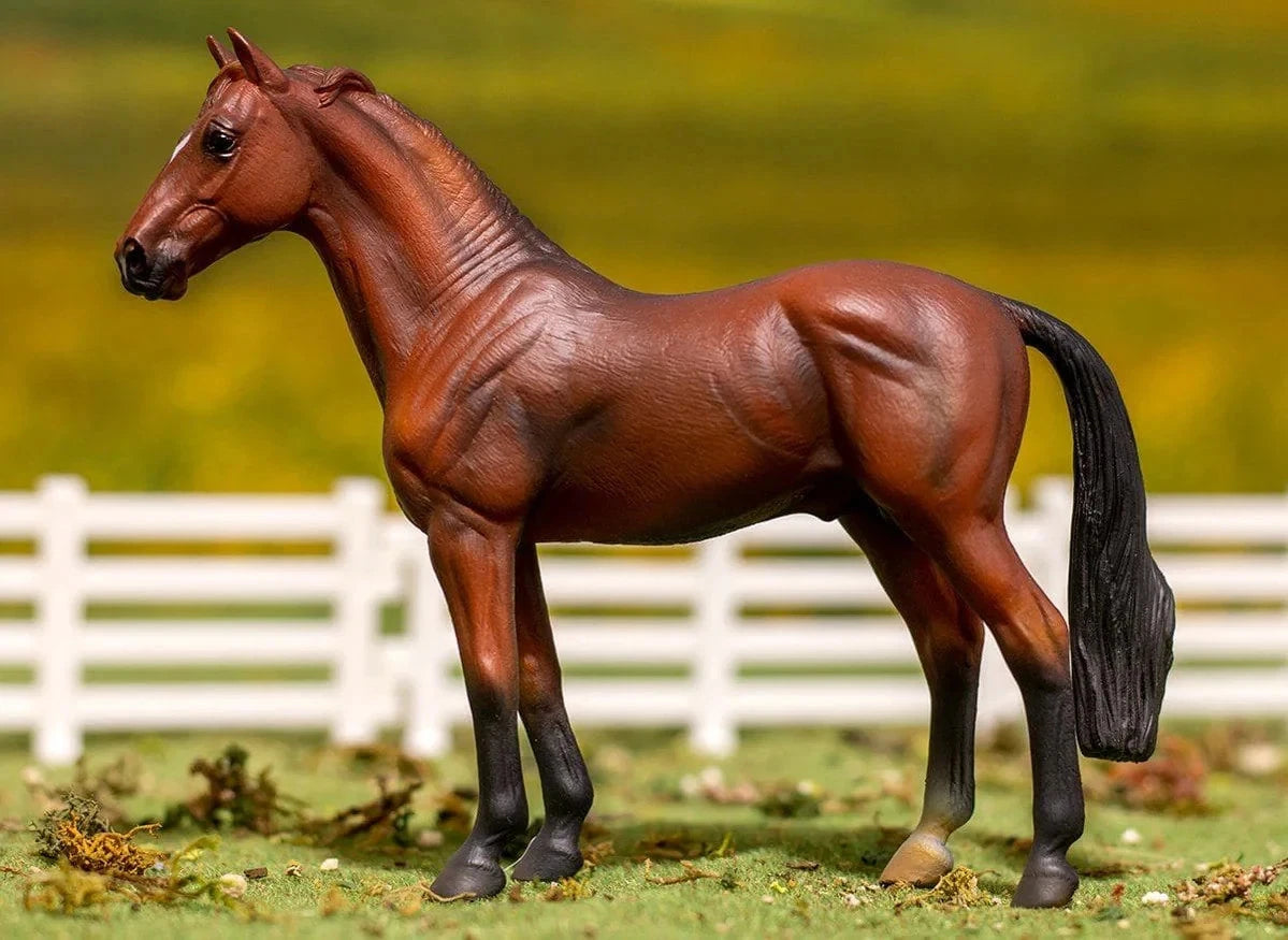 Hanoverian Stallion- Bay