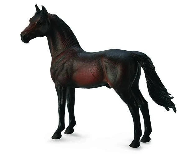 Morgan Stallion- Bay