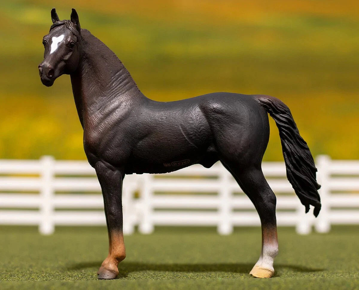 Morgan Stallion- Liver Chestnut
