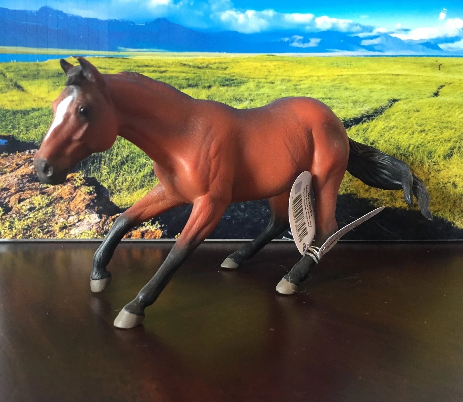 Quarter Horse Stallion- Bay