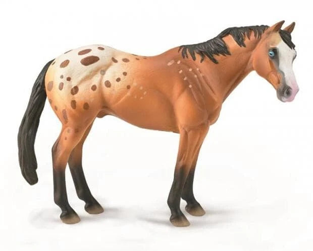 Appaloosa- Dun