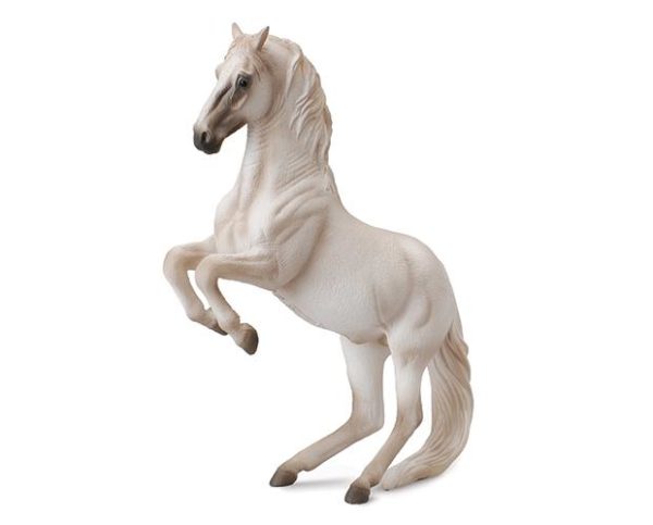 Lipizzaner Stallion