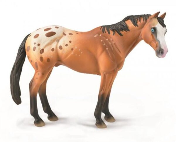 Appaloosa Stallion brown