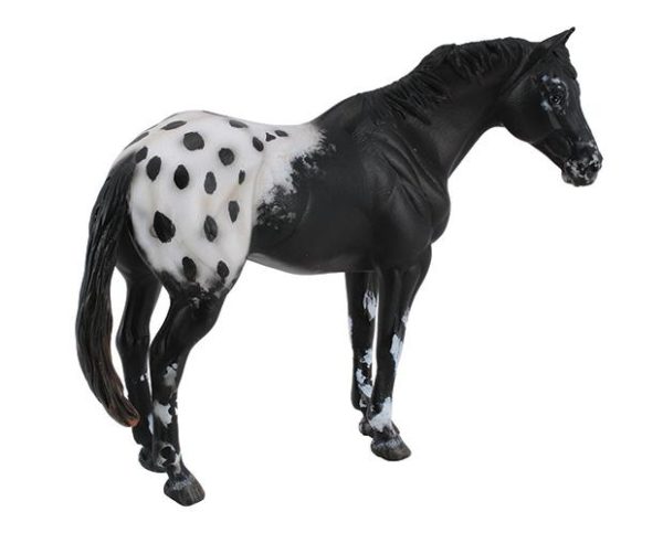 Appaloosa Stallion, Black