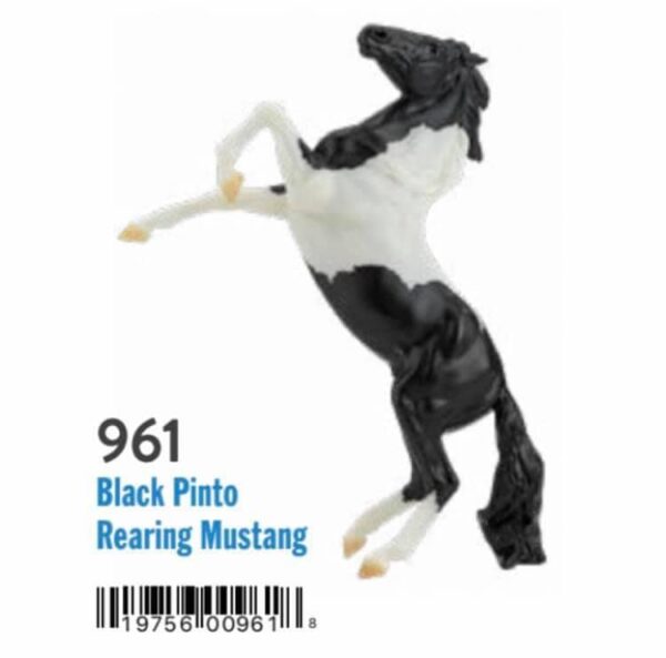 Black Pinto Rearing Mustang